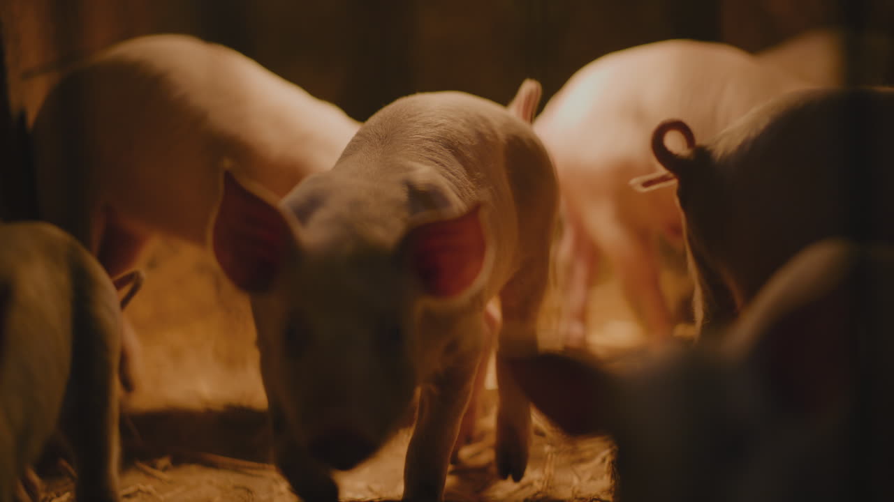 창고 에 있는 돼지 들