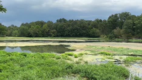 4k 30fps pond scum trees in front and back with lush greenery panning left to right