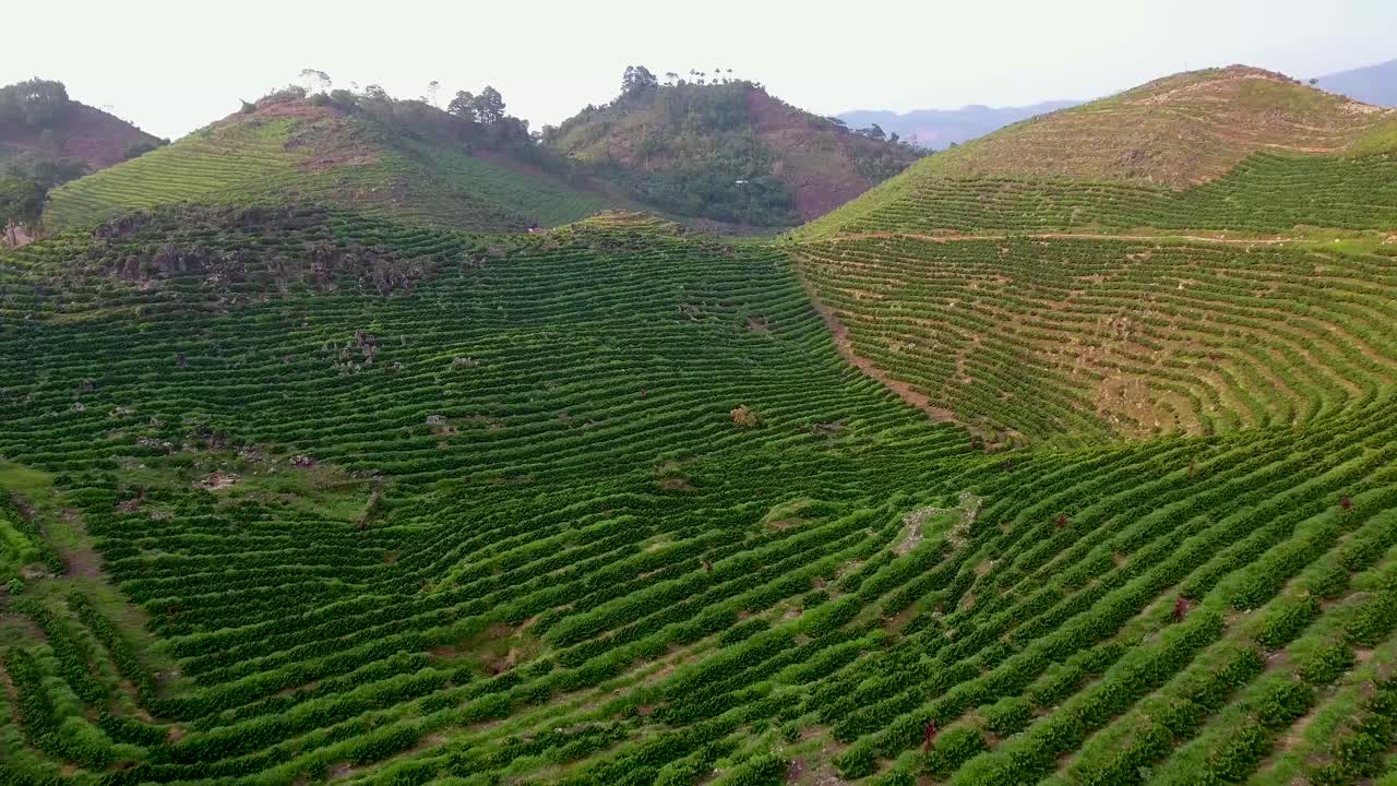 코반 과테말라 1의 언덕에 있는 젊은 커피 농장 위의 공중