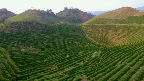 aerial over a young coffee plantation on hillsides in coban guatemala 1