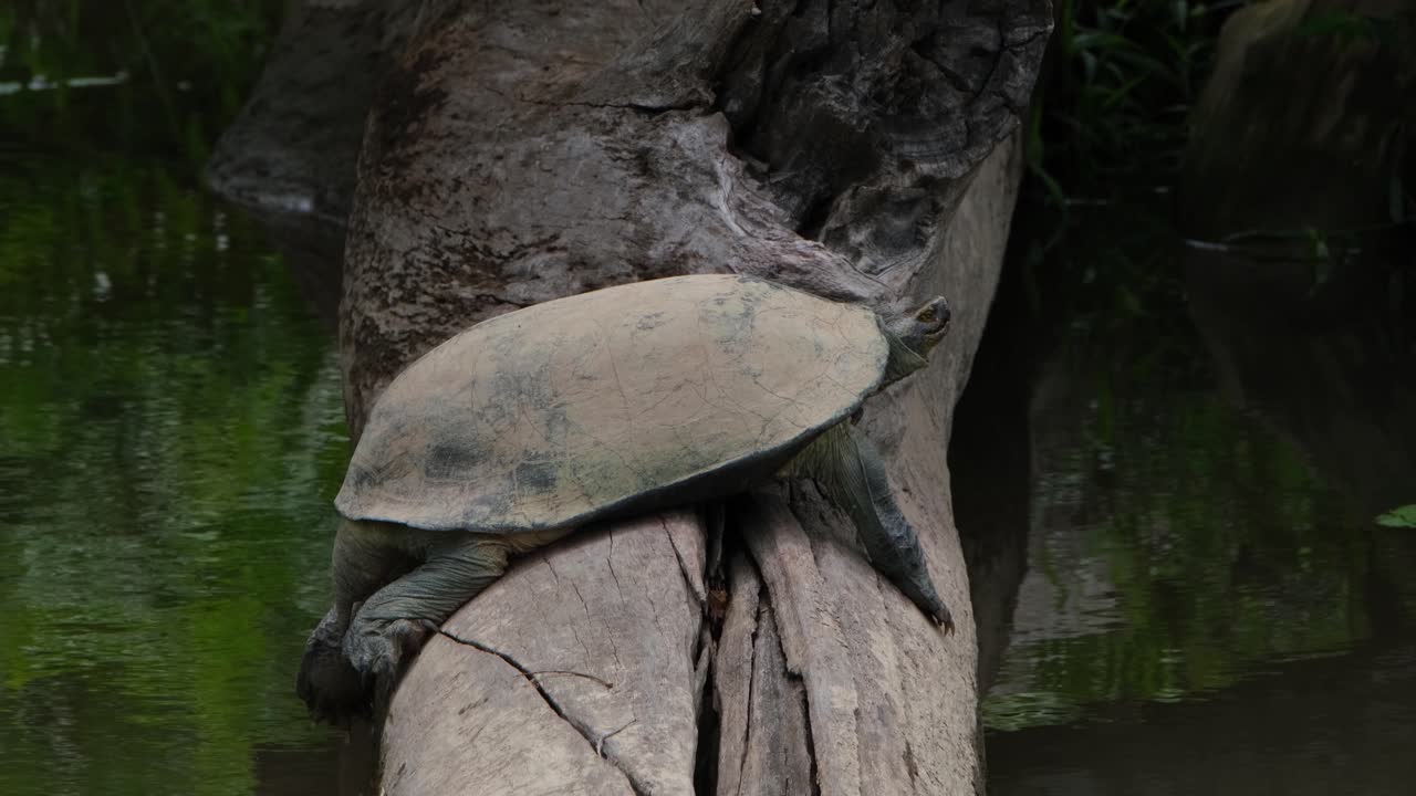 visto descansando en un tronco mientras muestra su cabeza, tortuga gigante de estanque asiático heosemys grandis, tailandia