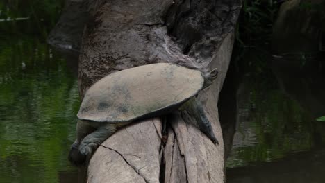 Visto-Descansando-En-Un-Tronco-Mientras-Muestra-Su-Cabeza,-Tortuga-Gigante-De-Estanque-Asiático-Heosemys-Grandis,-Tailandia