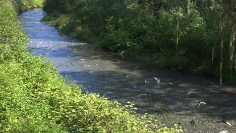 la línea muerta de peces es un arroyo poco profundo de desove de salmón salpicado por el sol en alaska.
