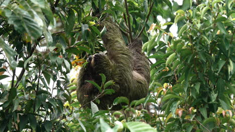 Sloth-navigates-Costa-Rica's-treetops.
