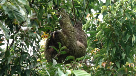 sloth navigates costa rica's treetops.