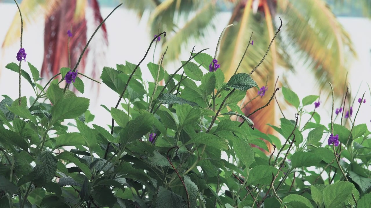 Pianta con foglie verdi e steli lunghi con fiori viola in primo piano, dietro la quale si distinguono foglie di palma e una massa d'acqua sfocata