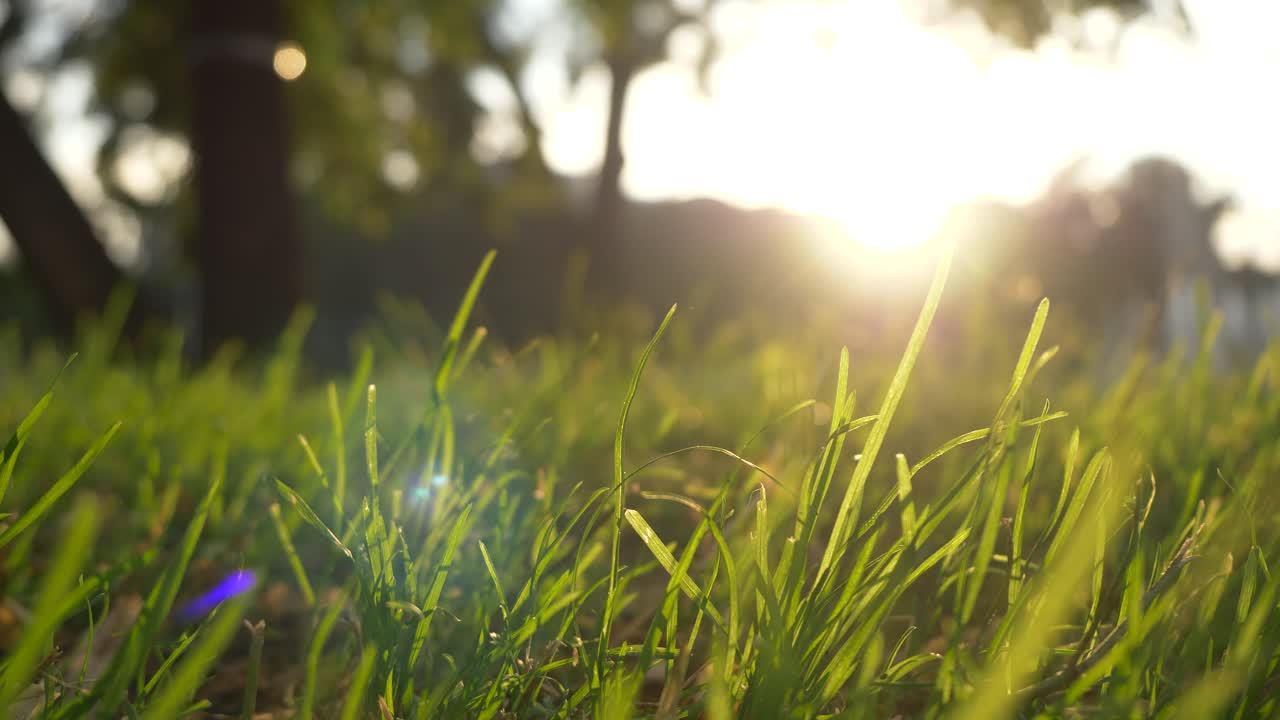 крупный план травы при заходе солнца