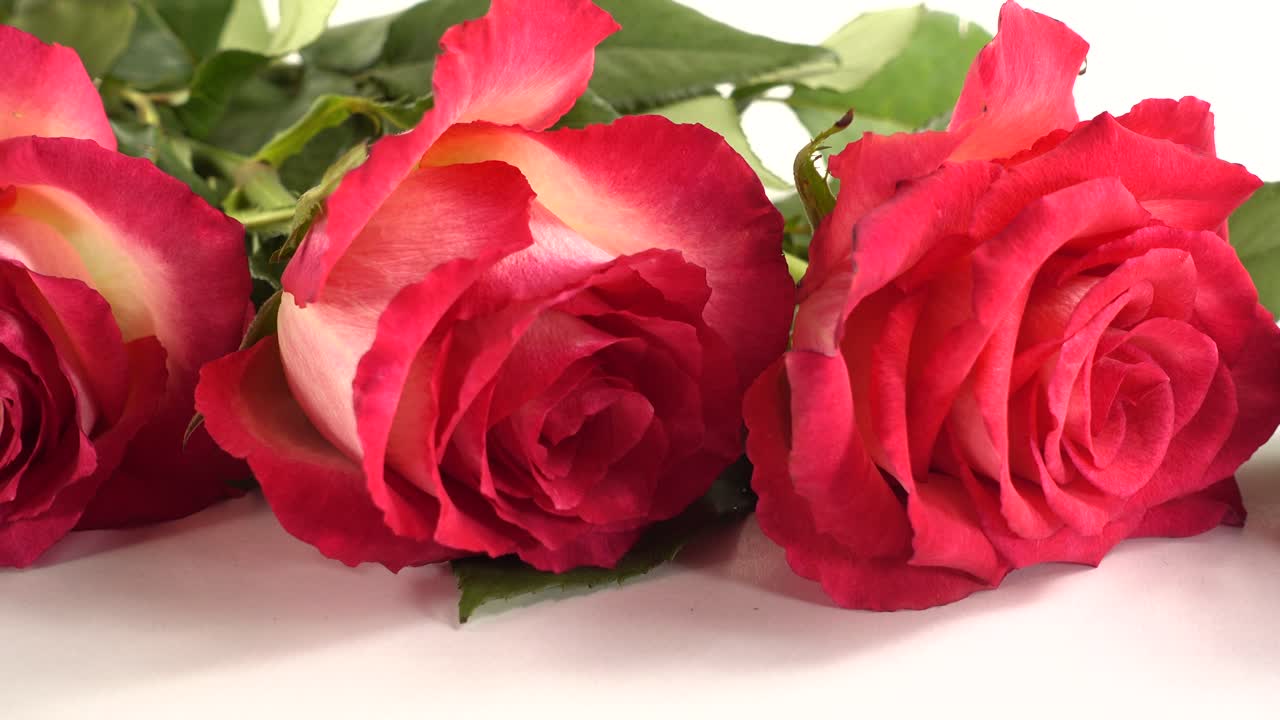 Rosas vermelhas sobre um fundo branco