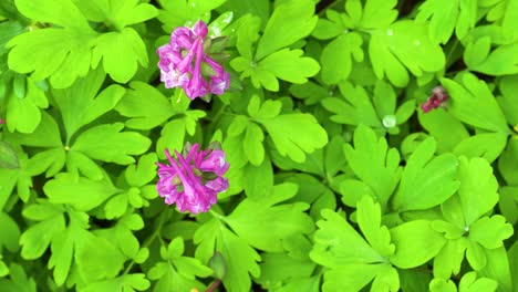 top down view of flowers of hollowroots standing tall over lush green foliage covering forest floor in spring