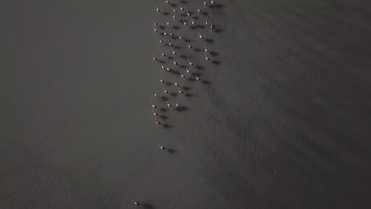 볼리비아, 남아메리카 의 라구나 데 카나파 에서 날아다니는 플라밍고 무리 의 공중 사진