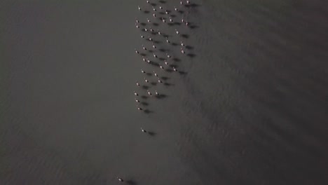 una foto aérea de una bandada de flamencos volando en la laguna de canapa, bolivia, américa del sur