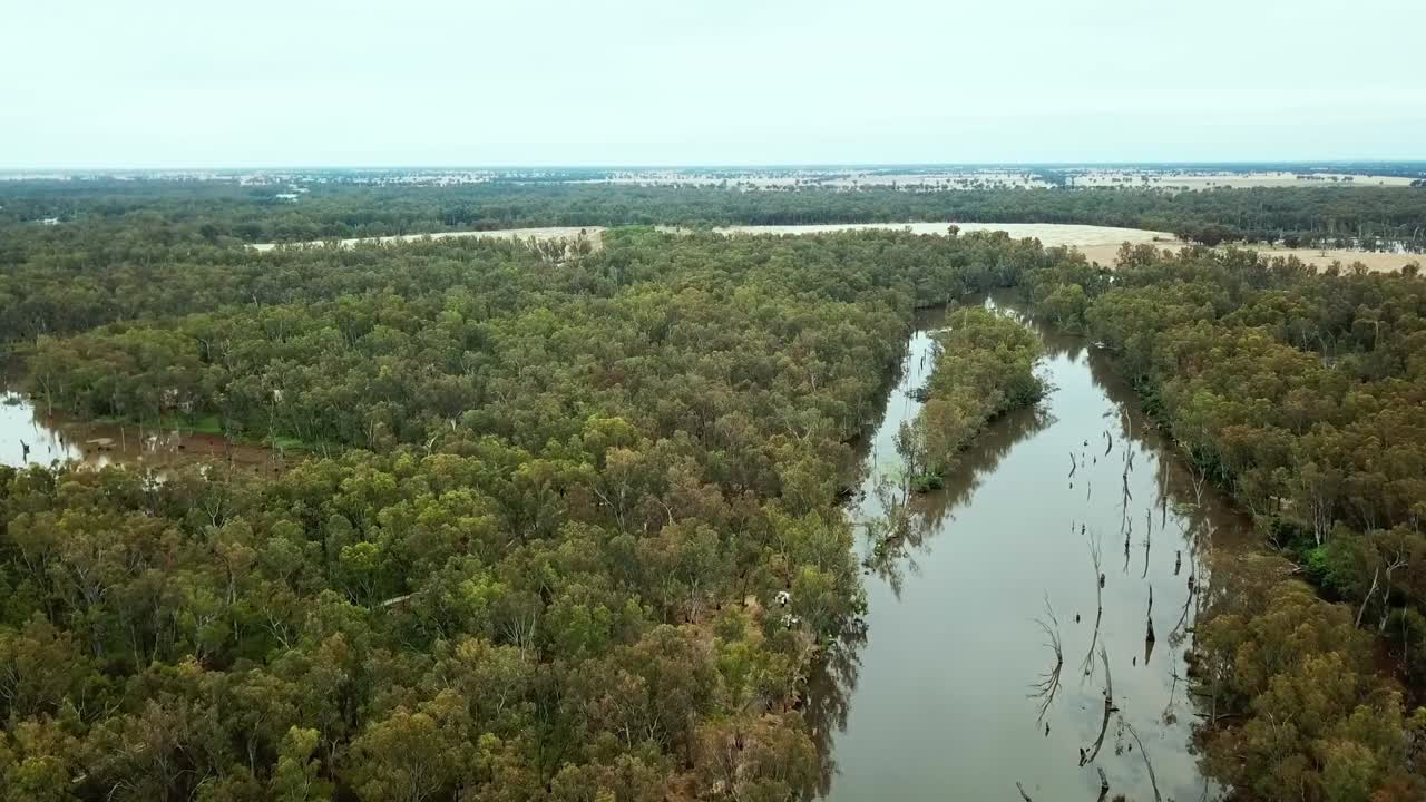 구불구불한 오븐 강과 유칼립투스 범람원이 호주 빅토리아 분달롱 근처의 머레이 강과 합류하는 항공 영상