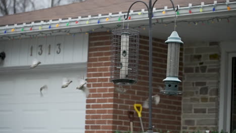 una bandada de pájaros volando lejos de un comedero para pájaros
