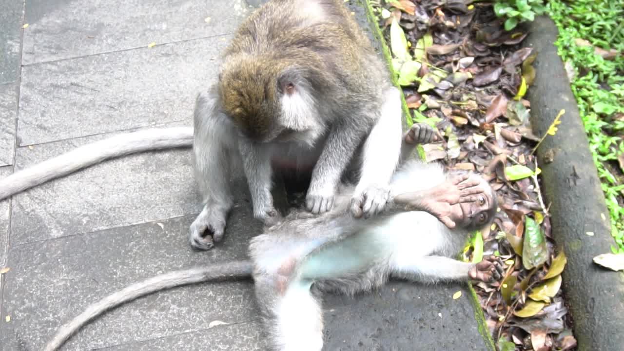 A Balinese monkey massaging and cleaning another monkey's butt, Monkey Forest, Bali, Indonesia