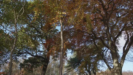 Autumn-Beech-Trees-pan-up-shot