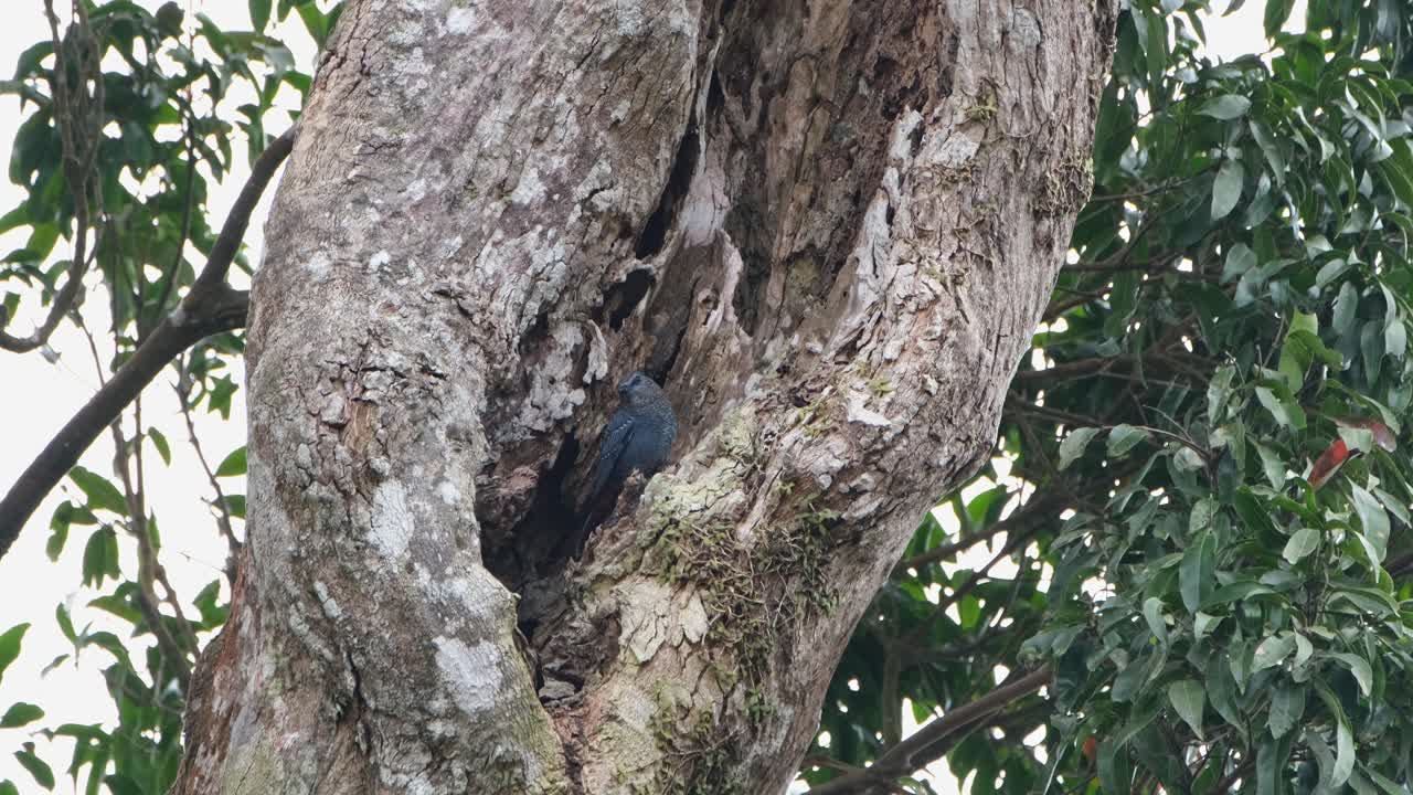 en el medio de un agujero de árbol, un macho de rocas azules monticola solitarius está mirando hacia abajo desde un tronco de árbol