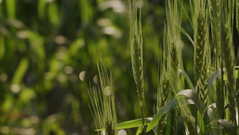 A-hand-held-close-up-shot-of-wheat-field-with-wheat-strands-swaying-in-the-wind-and-shining-bokeh-in-the-backdrop-during-the-day