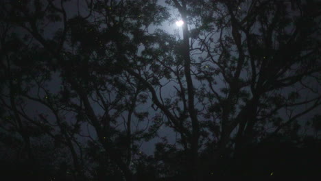 Glorious-Display-many-fireflies-dancing-wildly-in-the-tree-canopy-with-Moon-in-the-sky-shining