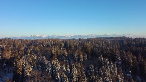 Vuelo-Aéreo-Sobre-El-Fondo-Del-Bosque-Nevado-Con-Los-Alpes-Contra-El-Cielo-Azul-Al-Atardecer-Sobre-El-Bois-Du-Jorat,-Vaud,-Suiza---Tiro-Con-Drones