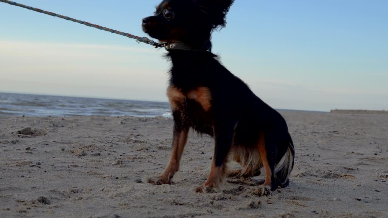 작은 개 (토이 테리어 품종) 가 큰 호수의 연안에서 산책합니다. 개와 모래는 저녁 해가 지는 것에 의해 조명됩니다. 개는 카메라를 두려워하고 줄을 당니다. 호수 연안의 구름 은 봄 저녁.