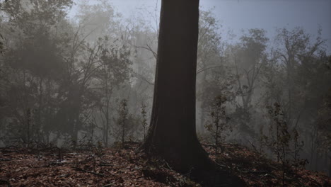 Vista-Panorámica-Del-Majestuoso-Bosque-Siempreverde-En-Una-Niebla-Matutina