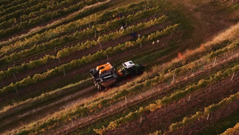 tractor pulling mechanical grape harvester on farm road between vineyards