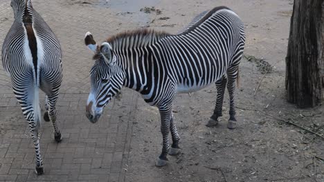 Zebras-In-A-Zoo-In-Amersfoort,-Netherlands---close-up