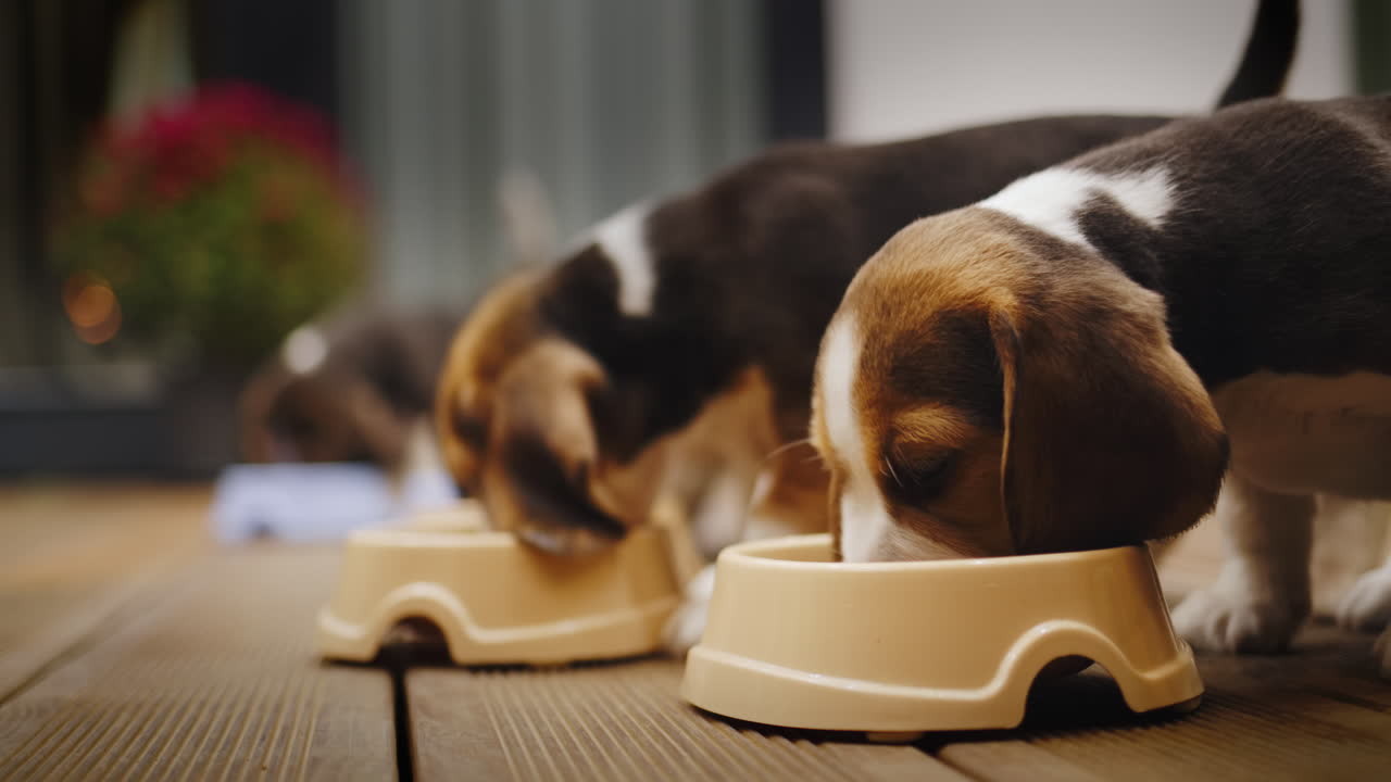 cena tardía en los cachorros hambrientos de beagle. comer comida de cuencos en la terraza de la casa