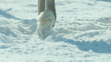 pezuñas de reno en la nieve