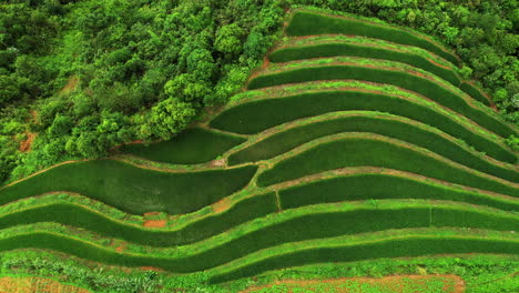 4k drone footage of the beautiful rice fields