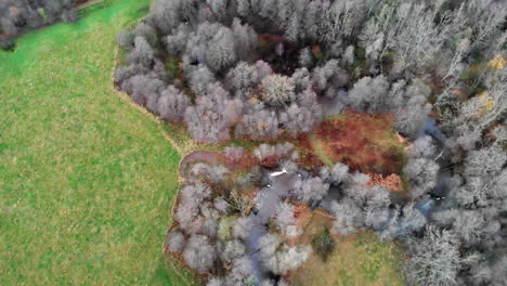 Aerial-view-of-grey-dead-conifer-forest-by-green-field,-circle-pan,day