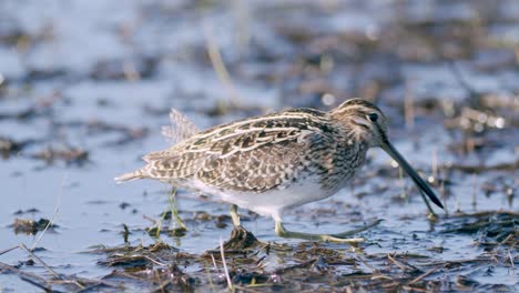 common snipe feeding eating worms closeup during spring migration flooded meadow wetlands