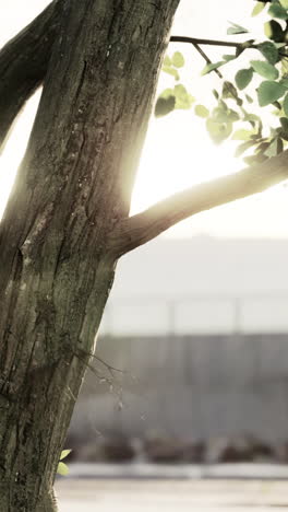 a close-up of a tree trunk with sunlight shining through the leaves.