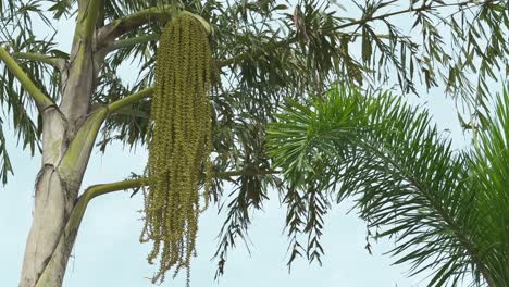 closeup of caryota urens palm tree with it's flowers which are arranged in large, pendent (hanging downwards) clusters along the spadix