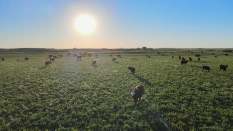 Niedrige-Luftparallaxe-Von-Kühen-Auf-Einem-Großen-Feld-In-Der-Pampa,-Goldene-Stunde