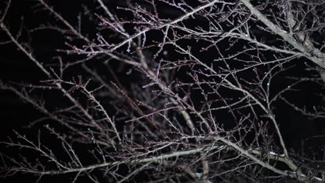 Leafless-Tree-Branches-Frozen-In-Ice-During-Winter-Against-Black-Background