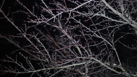 ramas de árboles sin hojas congeladas en hielo durante el invierno contra fondo negro