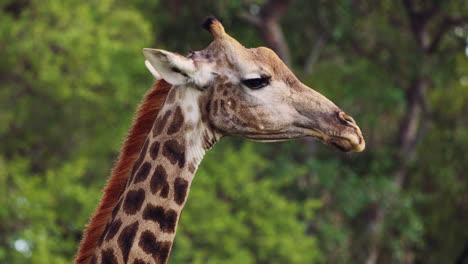 South-African-Giraffe-In-Khwai-Region,-Moremi-Game-Reserve,-Botswana,-Southern-Africa