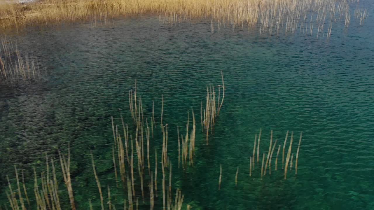 Acqua turchese smeraldo e canne secche dorate su un lago tranquillo