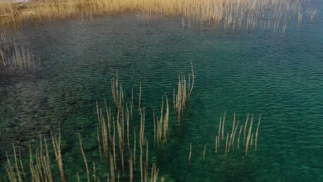 agua esmeralda turquesa y juncos secos dorados en un lago tranquilo