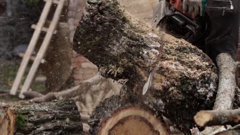 slow motion, cutting a tree trunk by chainsaw