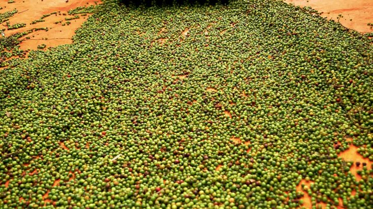 Close up of pepper peppercorn being spread during its harvest production process, agribusiness
