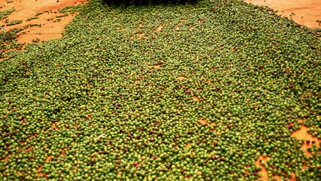 Close-up-of-pepper-peppercorn-being-spread-during-its-harvest-production-process,-agribusiness