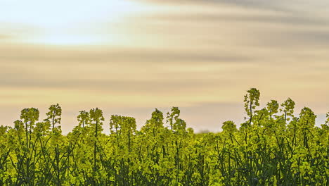 Timelapse-shot-of-beautiful-rapeseed-flowers-against-colorful-sky-with-white-clouds-passing-by