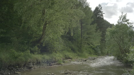 On-the-banks-of-the-mountain-river,-deciduous-trees-and-firs-sway-in-the-strong-wind