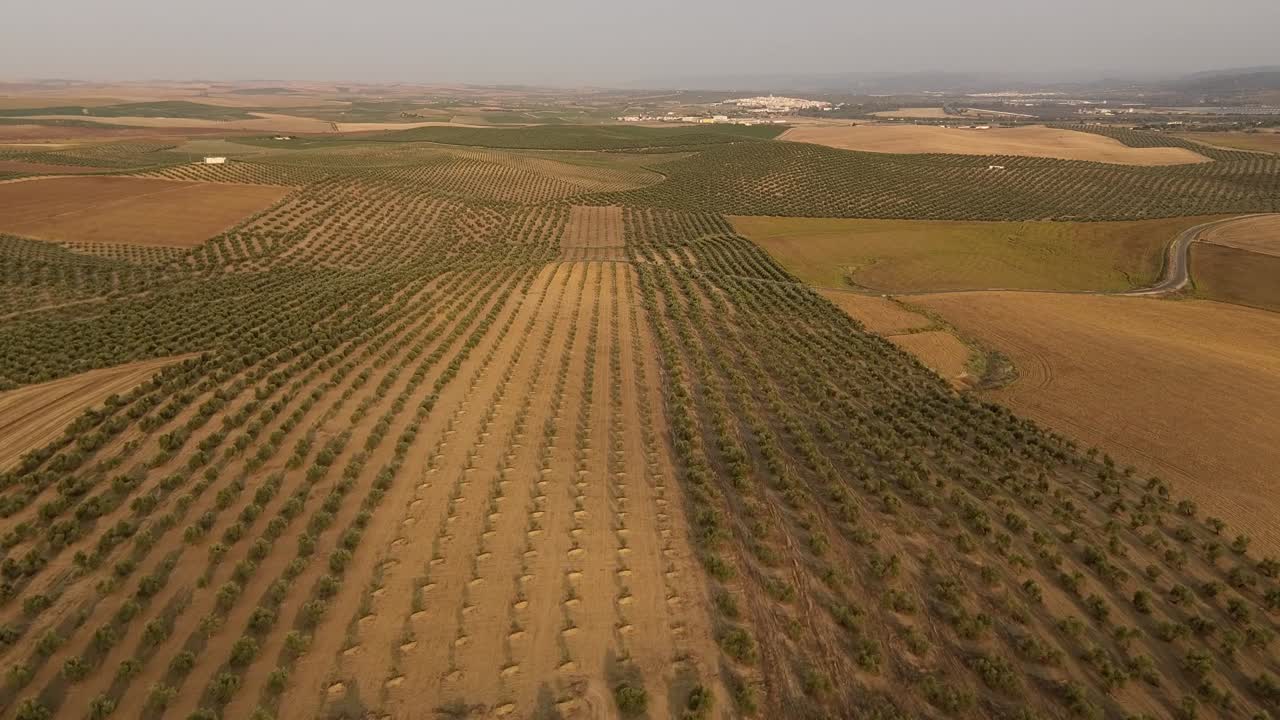 vista aérea de las tierras de cultivo andaluzas con olivos y cereales al amanecer