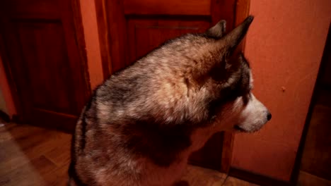 big fluffy playful dog malamute