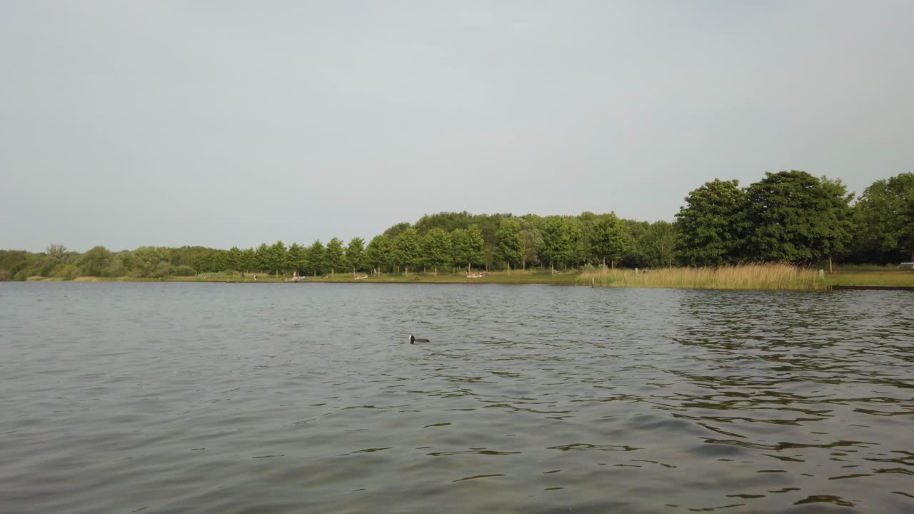 una escena relajante del pájaro focha en el agua tranquila del lago