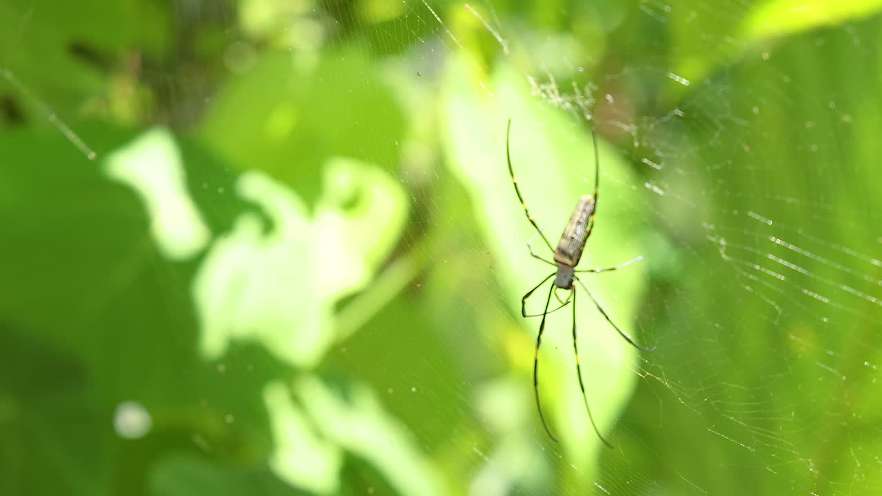 A spider intricately weaves its web amidst vibrant green foliage in the sunlight at Khao Rang Viewpoint, Phuket