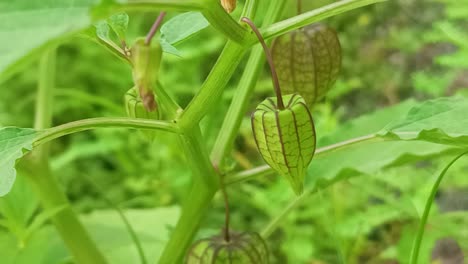 close up of tropical forest plants